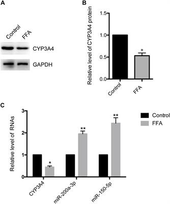 Frontiers Transcriptional Repression Of CYP3A4 By Increased MiR 200a